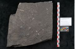 Foto (Objekt + Etikett) von Senftenbergia crenata Lindl. et H. (NHMW-GEO-2024-0188-10945)